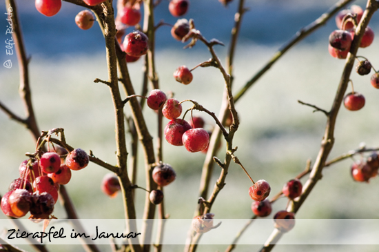 winter 2018-08 - Kopie